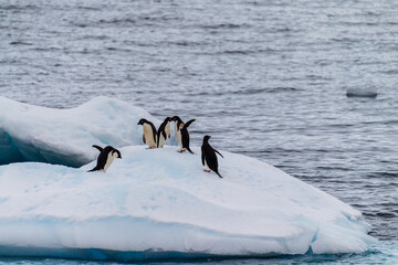 Fototapeta premium A group of Adelie Penguins - Pygoscelis adeliae- standing on an iceberg near Prospect point, along the Antarctic Peninsula