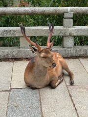 A deer is sitting and dozing off while tourists take photos at Nara Park in Japan.