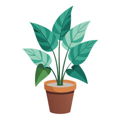 indoor plant on white background