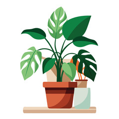 indoor plant on white background