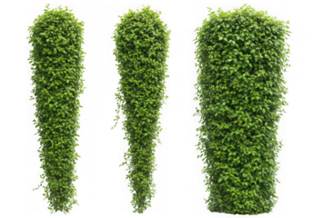 Three green bush columns isolated on transparent background