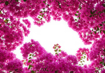 Pink bougainvillea flower frame isolated on transparent background