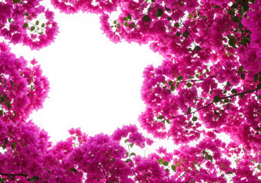 Pink bougainvillea flower frame isolated on transparent background