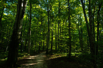 Summer background of green. Blurred abstract summer background. Natural green leaves using as cover page greenery environment ecology background. Green blur for flyers, poster, cover, banner.
