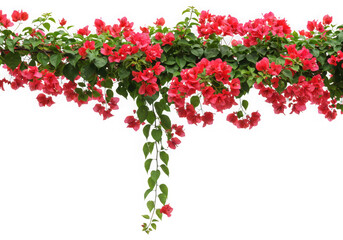 Red bougainvillea vine isolated on transparent background