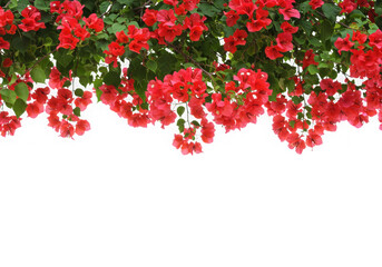 Fototapeta premium Red bougainvillea flower border isolated on transparent background