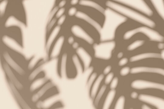 Soft shadow of monstera leaves on a beige background. Minimal tropical aesthetic for natural skincare, summer design, wellness, or organic product presentation. Neutral tone, copy space.