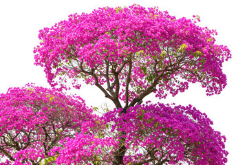 Obraz premium Pink bougainvillea tree isolated on transparent background