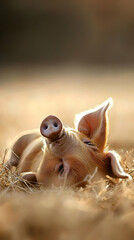 Fototapeta premium A light-brown piglet, lying in hay, with its nose pointed up. Golden sunlight filters through the scene