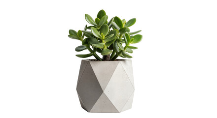 Jade Plant (Crassula Ovata) in Geometric Faceted Concrete Pot Isolated on White Background