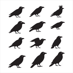 A set of silhouettes of crows, Corvus corax, in different poses, standing, croaking, and flying. Silhouette of a crow in different positions. vector illustration. black ravens on grey. Isolated. 