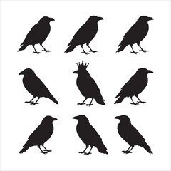A set of silhouettes of crows, Corvus corax, in different poses, standing, croaking, and flying. These are wild birds of nature and cities. They are realistic vector animals.Bird carrion crow