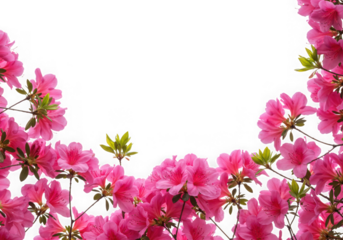 Pink azalea flowers border isolated on transparent background