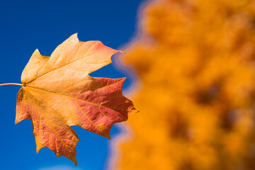 Autumn fall background. Maple leaves in autumn. Autumnal landscape. Backdrop of fall. Natural beauty of fall. Falling leaves. Fallen leaves autumn wallpaper. Autumn leaves. Fall foliage.