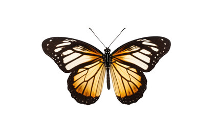 Fototapeta premium Butterfly wings design