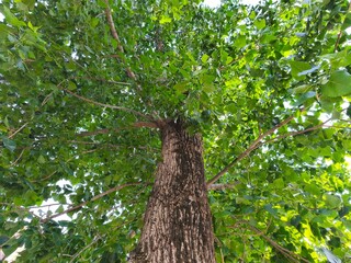 Fototapeta premium Photo of tree trunks in summer