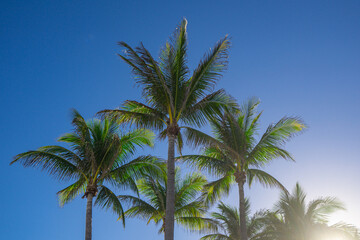 Palm background. Beautiful palm tree. Tropical leaves. Exotic landscape. Sunny summer sky. Paradise island view. Palm tree wallpaper. Coconut. Tropical vacation scene. Jungle texture. Palm in Miami.