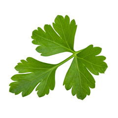 Fototapeta premium Single parsley leaf isolated on transparent background