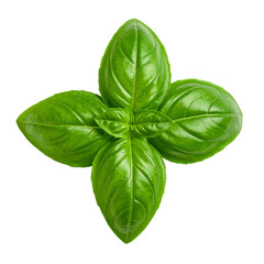 Fototapeta premium Basil leaf isolated on transparent background