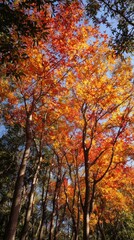 Tree with orange leaves is in the foreground of a forest