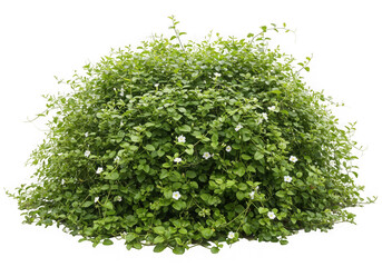 Green bush with small white flowers isolated on transparent background