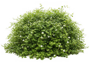 Green bush with small white flowers isolated on transparent background