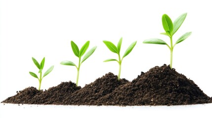 A young plant growing from a pile of soil on a white background.