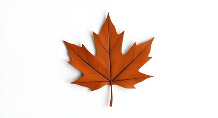 Fototapeta premium autumn maple leaf