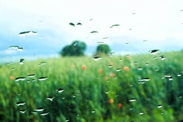 Abstraktes Landschaftspanorama mit Regentropfenmuster auf Glasscheibe vor grünem Weizenfeld mit roten Mohnblumen, zwei grünen Bäumen und Himmel bei Sturm und Regen im Frühling
