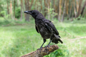 Corvus corone. Young black crow just out of the nest.