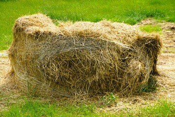 Heuhaufen auf grüner Weide bei Sonne am Nachmittag im Frühling