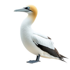Northern gannet isolated on transparent background.