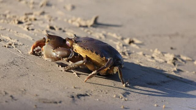Mud Crab Navigating Sandy Beach at Sunset
