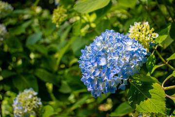 Hydrangeas blooming in early summer.