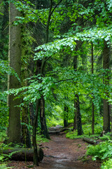 Wanderweg auf dem Plateua des Großen Zschirnstein in der Sächsischen Schweiz