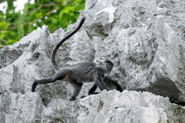 Germain's Langur - Trachypithecus germaini, rare endagered Old World monkey native to tropical forests of Indochina, Vietnam.