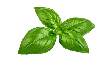 Fresh basil leaves close up