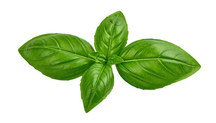 Fresh basil leaves