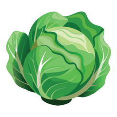 Fresh Green Cabbage Vegetable Vector Illustration