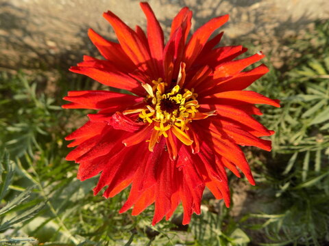 A close-up photo of a red flower. - Powered by Adobe