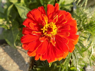 A close-up photo of a red flower.