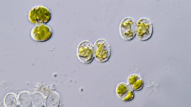 Green algae cells under microscope 1000x magnification 
