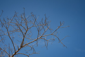 leafless, dried-out tree branches. blue sky backgrounds.