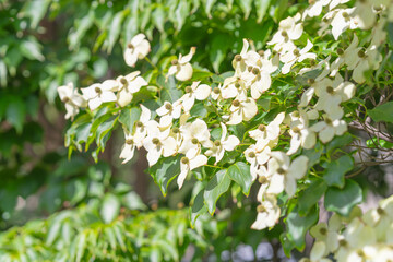 Dogwood Flowers in Full Bloom