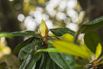  Magnolia bud with glossy green leaves