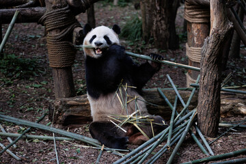 Obraz premium Giant panda eating bamboo in the zoo