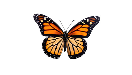 Obraz premium Monarch butterfly isolated