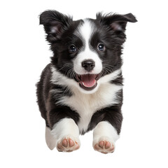 Border collie puppy running and playing isolated on transparent background.