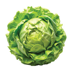 Fototapeta premium Iceberg Lettuce Head: A round head of iceberg lettuce with tight pale green leaves, PNG