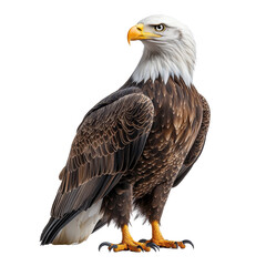 Obraz premium Eagle isolated on transparent background.
